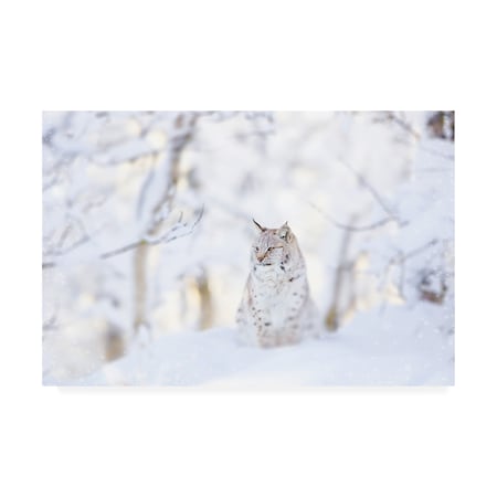 PhotoINC Studio 'Snow Lynx' Canvas Art,30x47
